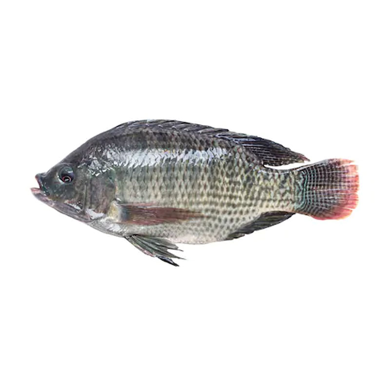 Tilapia Whole Fish (950-1000gm)