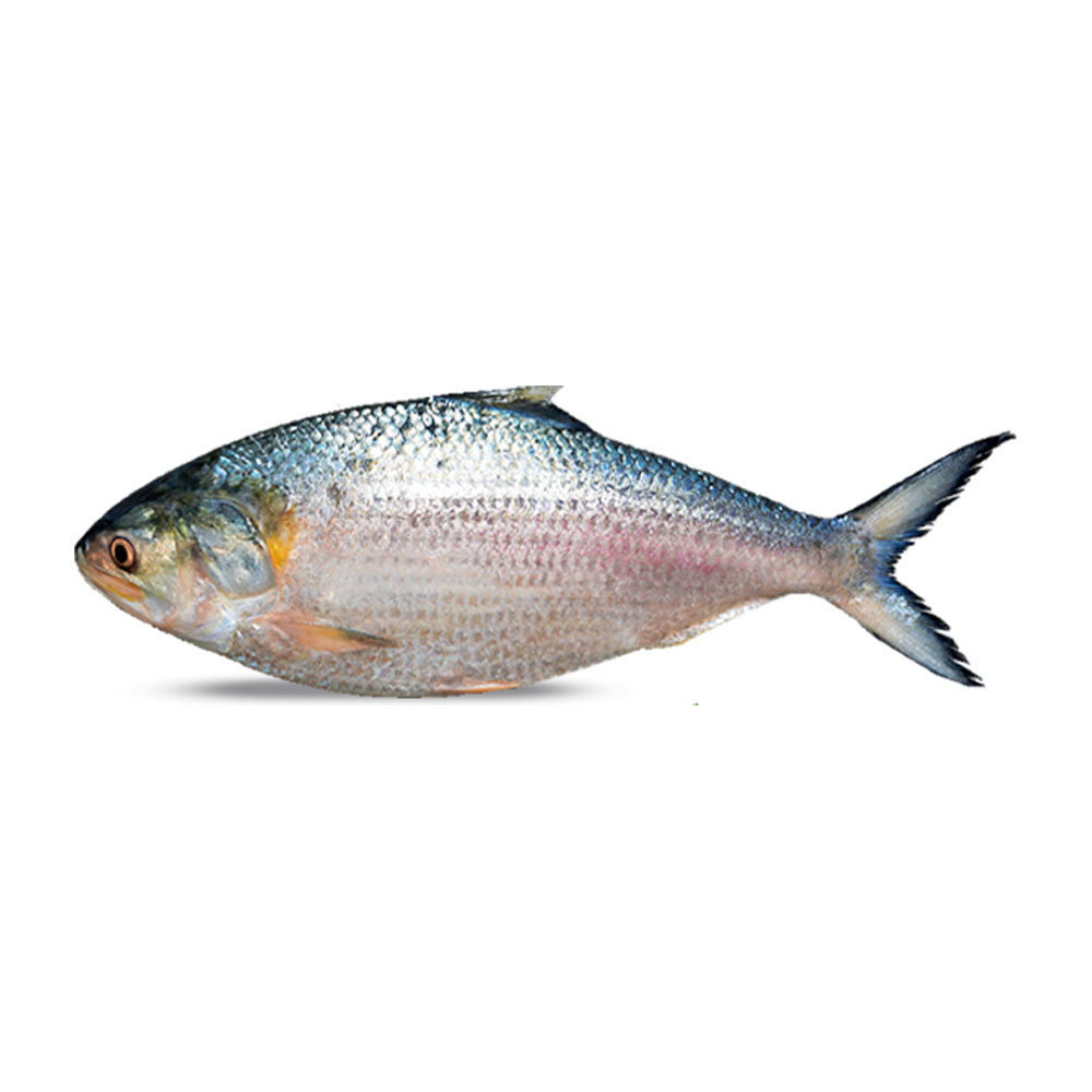 Hilsha Fish Whole (Bangladesh) 1000~1100gm