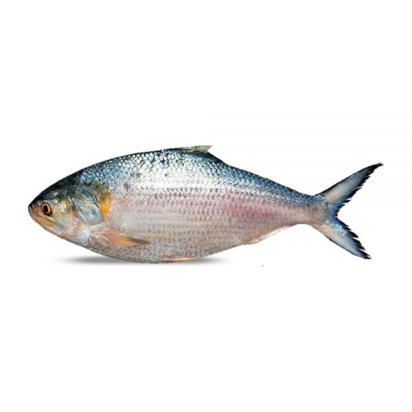Hilsha Fish Whole 1291~1390gm