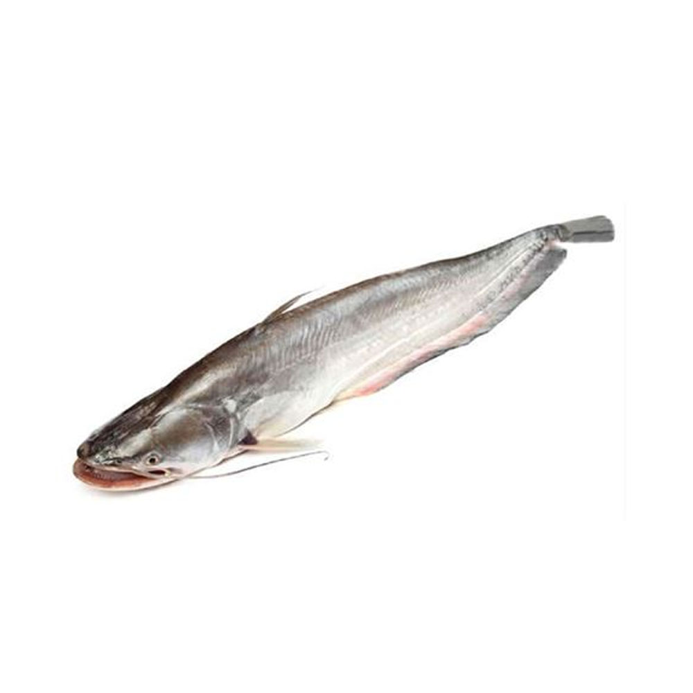 Ikan:: Tapah / Giant River Catfish / Boal CUT