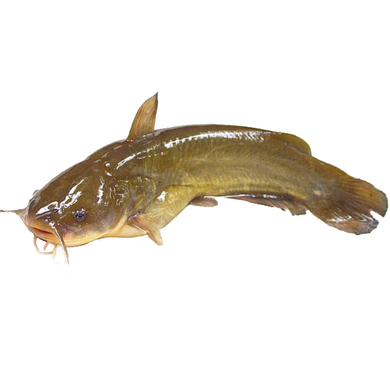 Magur / Catfish Cut (Thailand) 400gm